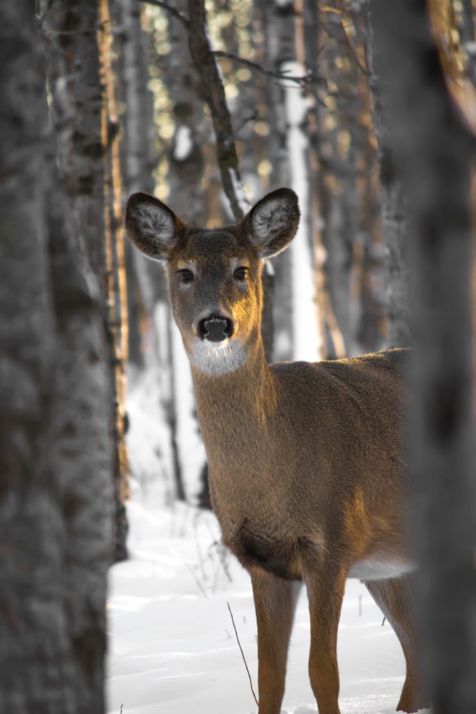 Deer in a forest