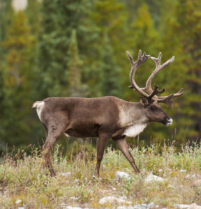 Caribou walking in a boreal clearing