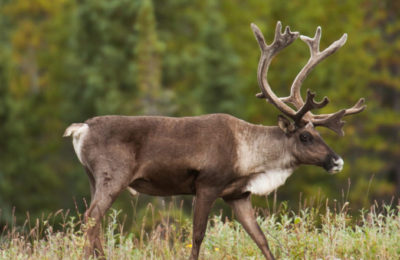 Caribou walking in a boreal clearing