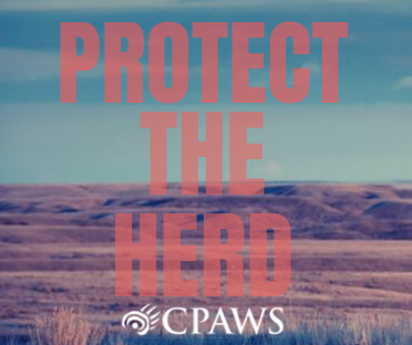 Protect the Herd coverpage.
