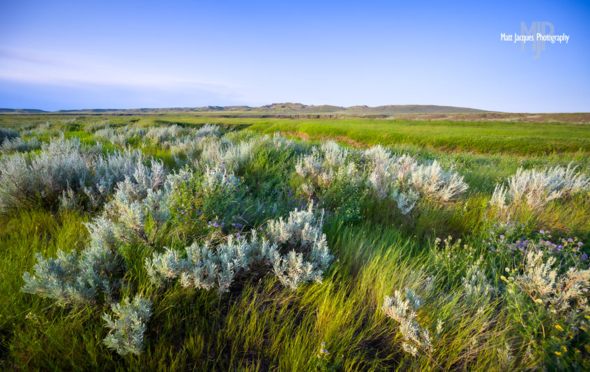 Grasslands National Park by Matt Jacques Photography.