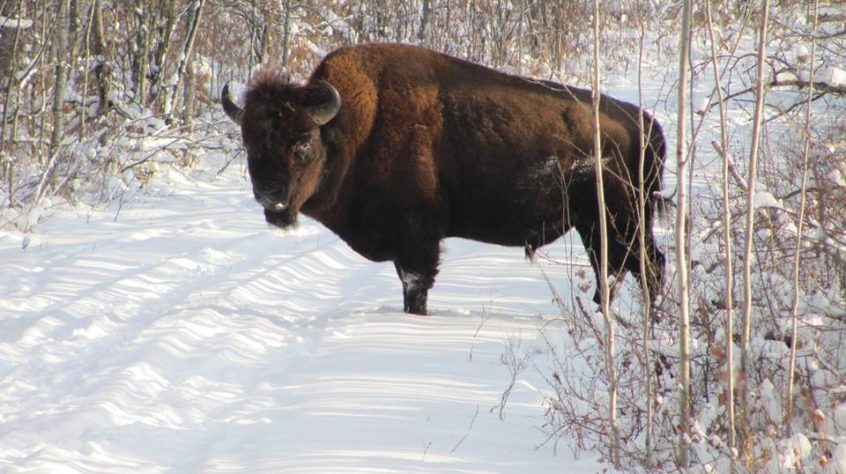A bison stands in snow and faces the camera.