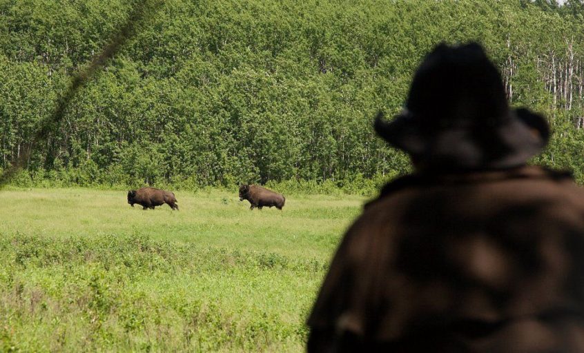 Two bison walking through grass.