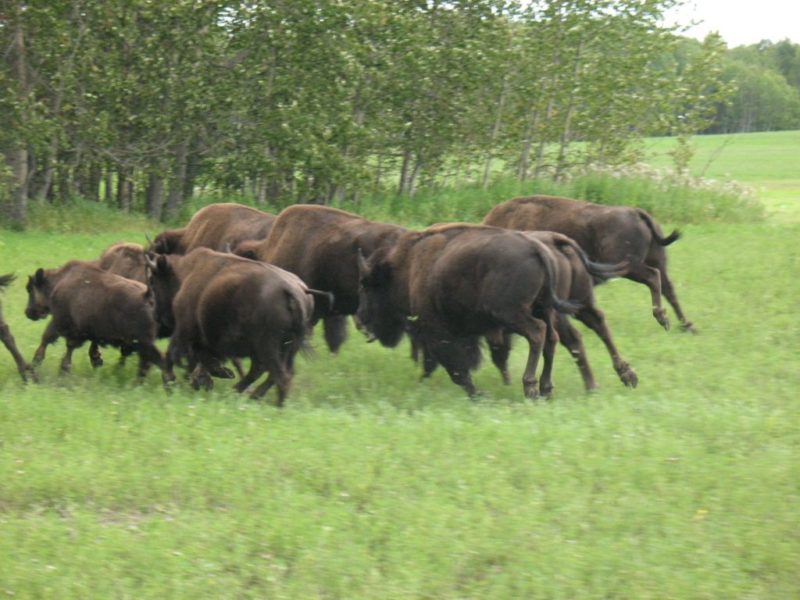 Bison run in a grass field.