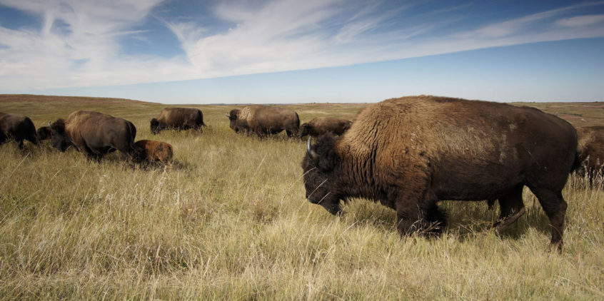 Bison and Reconciliation | CPAWS Saskatchewan