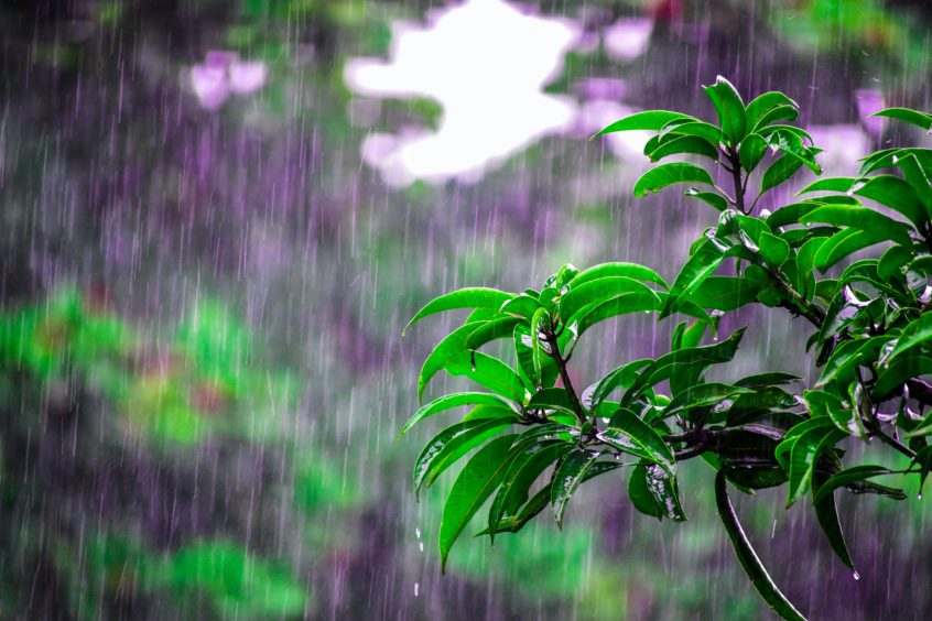 Green-leafed plant in the rain
