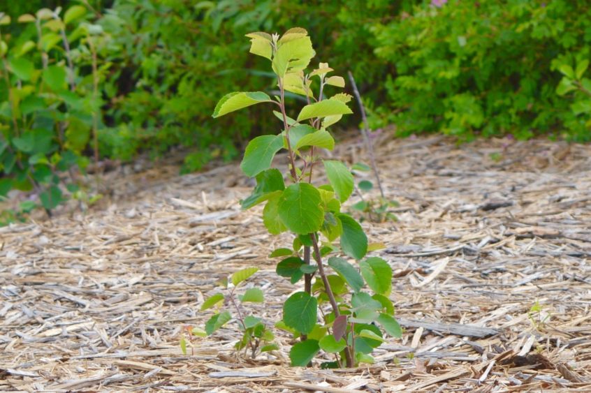 A freshly planted Saskatoon sapling