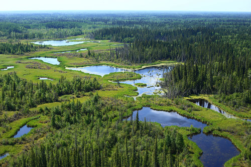 A view of wetlands within the Boreal Forest.