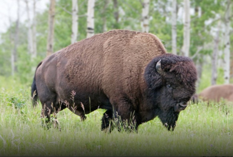 Bison standing in a grassy field