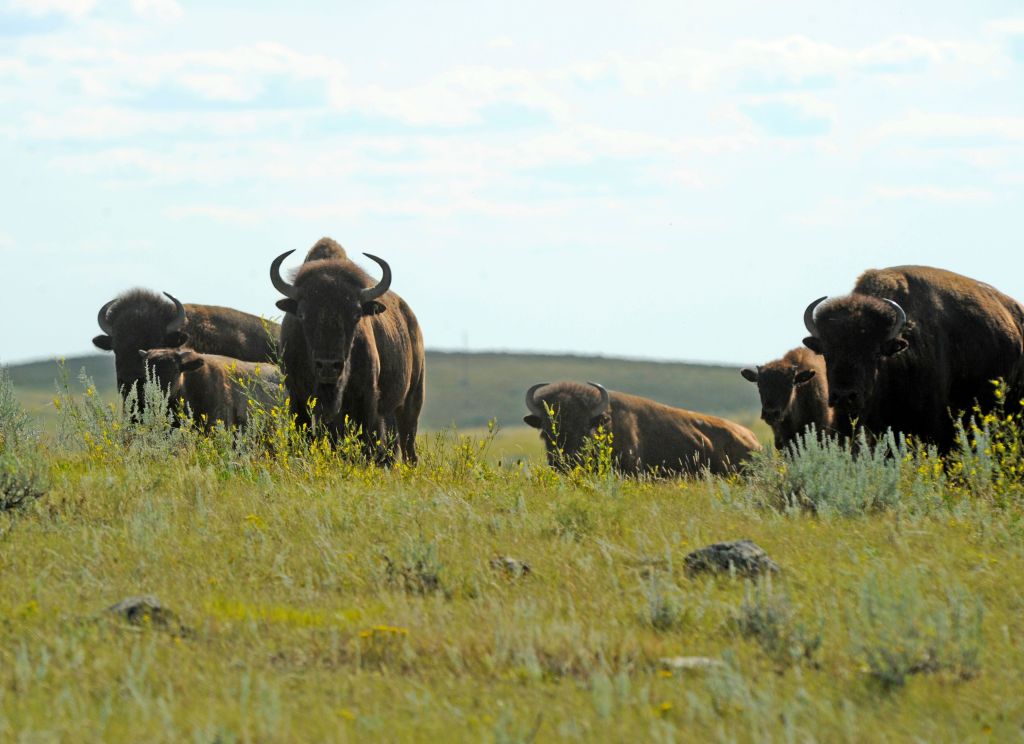 Herd of bison on the rolling prairies