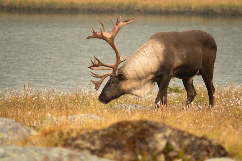A caribou stands in grass in front of water.