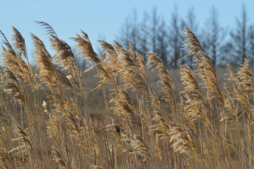 Grasses blow in the wind.