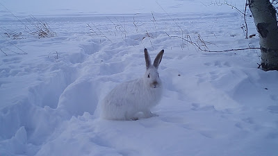 A jackrabbit sits in snow and looks straight at the camera.