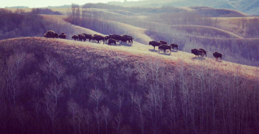 Photo of bison grazing in the Qu’Appelle Valley, Saskatchewan