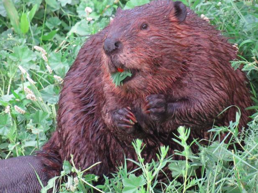 Beaver eating grass