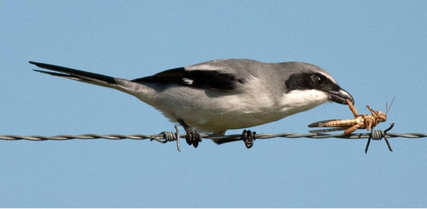 Loggerhead Shrike on a barbed-wire fence