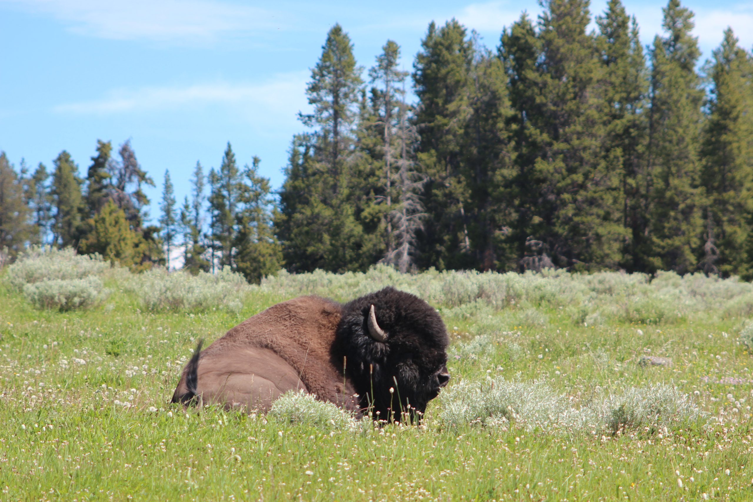Bison resting in a field on a sunny day