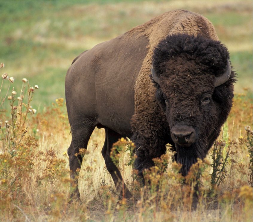 Close-up of bison standing in grassland