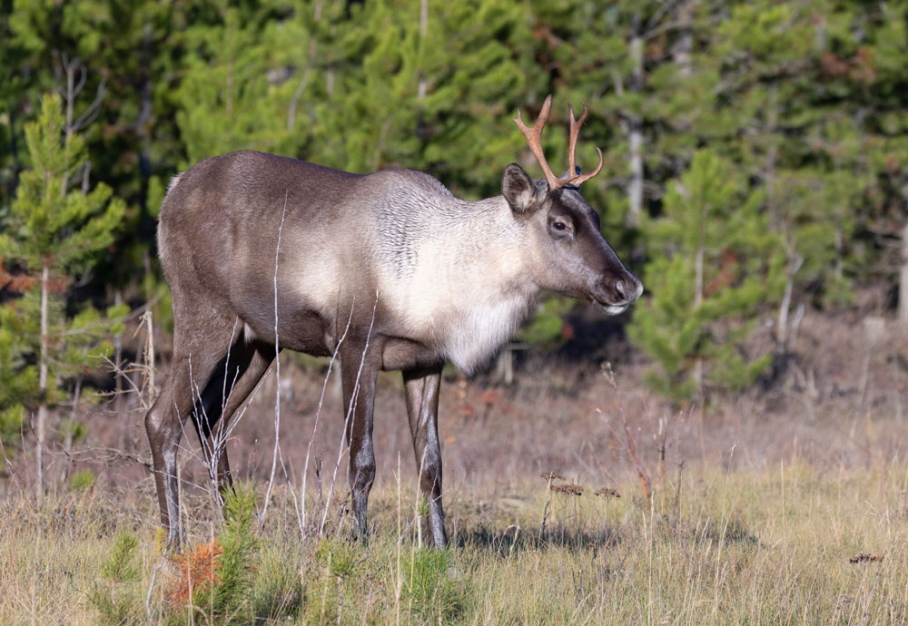 Woodland Caribou by the edge of a forest