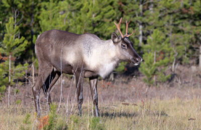 Woodland caribou by the edge of a forest.