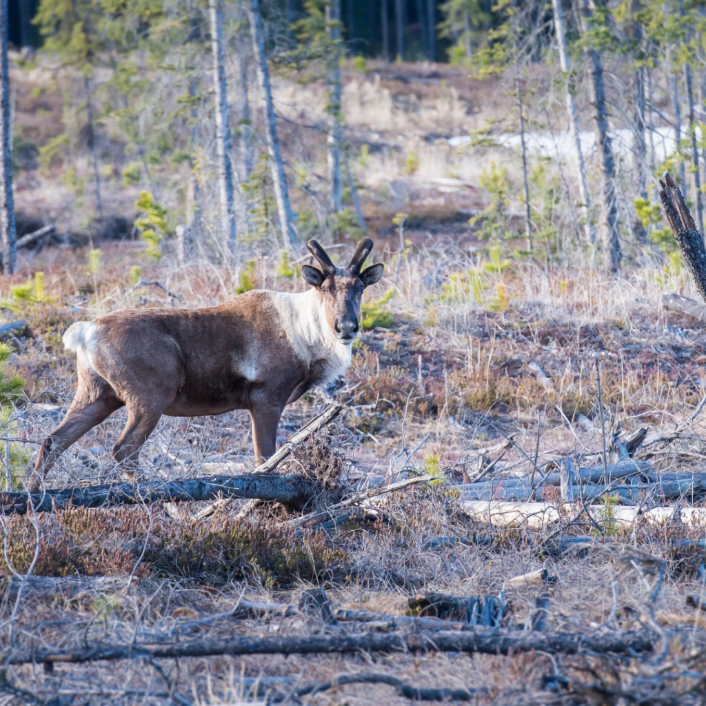 Woodland caribou in boreal forest