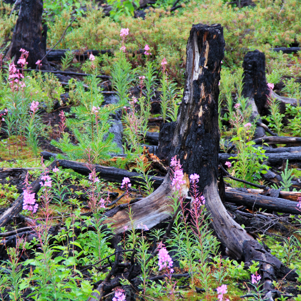 Caribou rely on old-growth forest that harbors lichen, their main food source. As picture here, new growth after a fire makes the area unsuitable for caribou. 