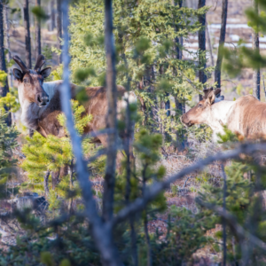 Woodland caribou in the boreal forest