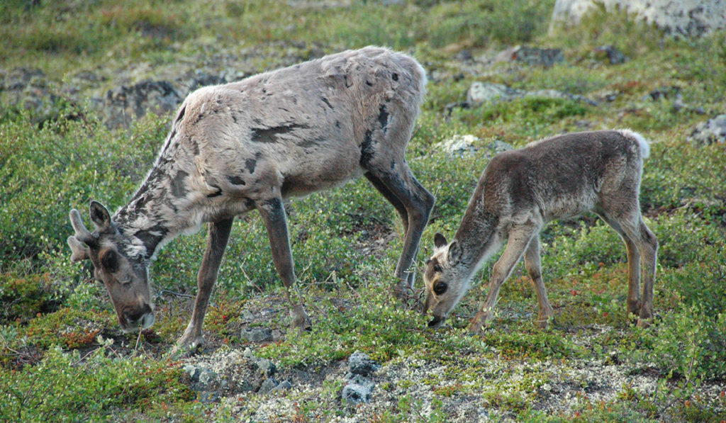 A caribou cow and its baby eat grass. Photo courtesy of the Beverly and Qamanirjuaq Caribou Management Board.