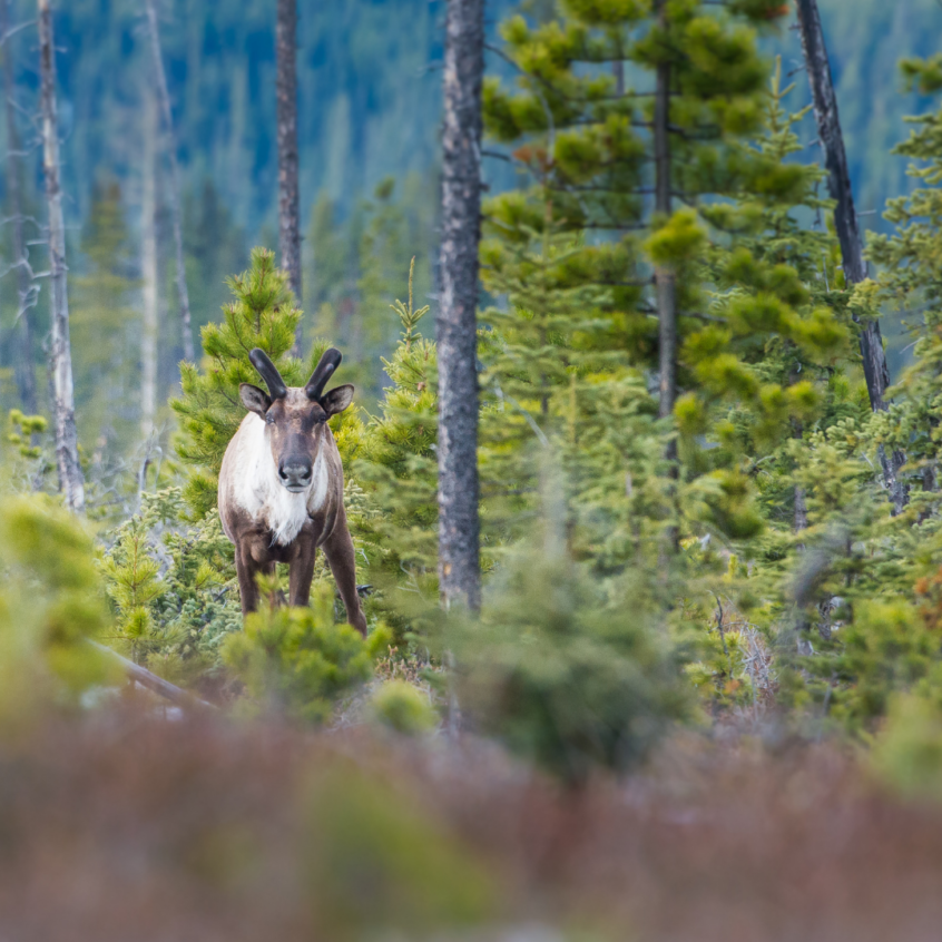 Woodland caribou stands in forest