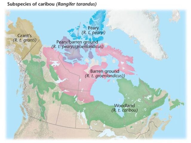 Woodland and Barren ground Caribou: What’s the Difference? | CPAWS ...