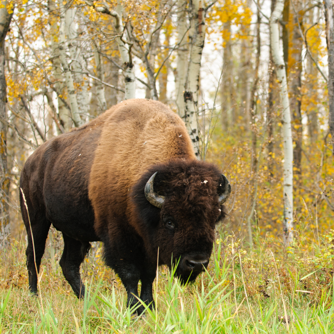 plains bison