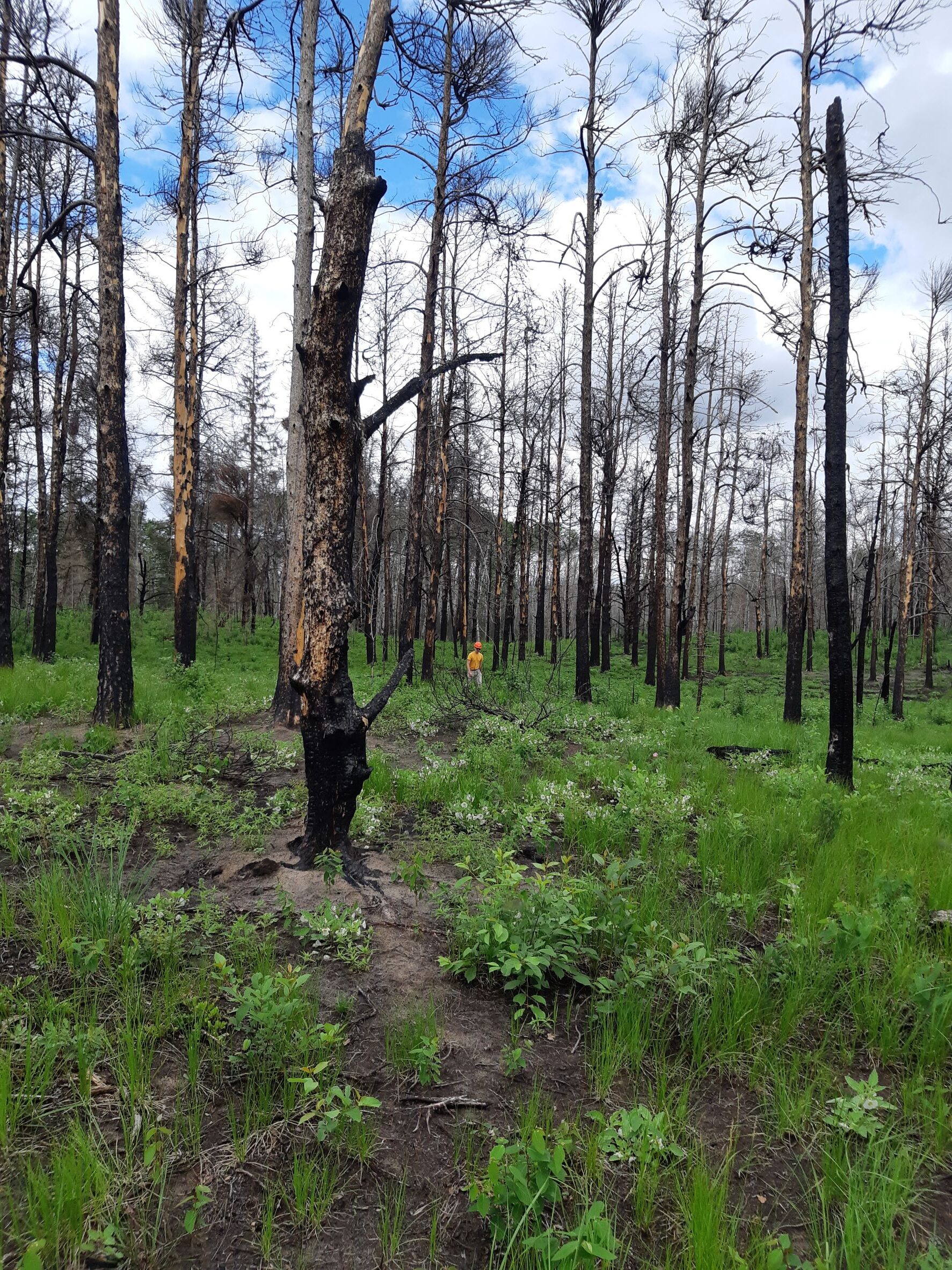 A 2021 burn site is regenerating. A lot of greenery among burn trees.